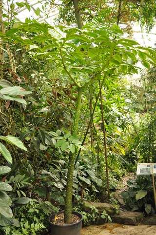 Řád Alismatales Čeleď Araceae(áronovité)* rostlina s největším jednotlivým květenstvím je Amorphophallus