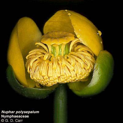 Stulík žlutý (Nuphar luteum) vzácný a ohrožený druh, stulík