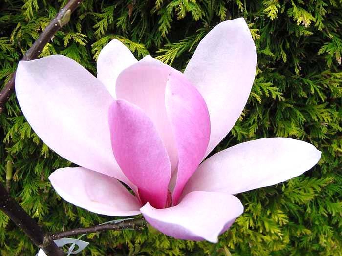 řád Magnoliales šácholánokvěté dříve