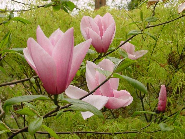 čel. Magnoliaceae Juss.