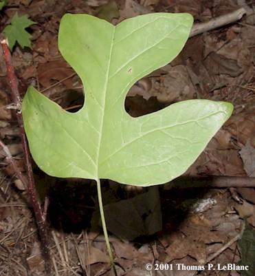 Tvar listů může být vzácně čtyřlaločný (Liriodendron), u