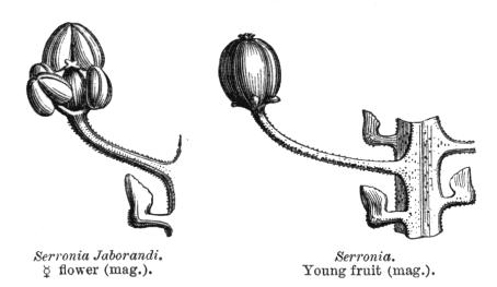 oboupohlavné, v