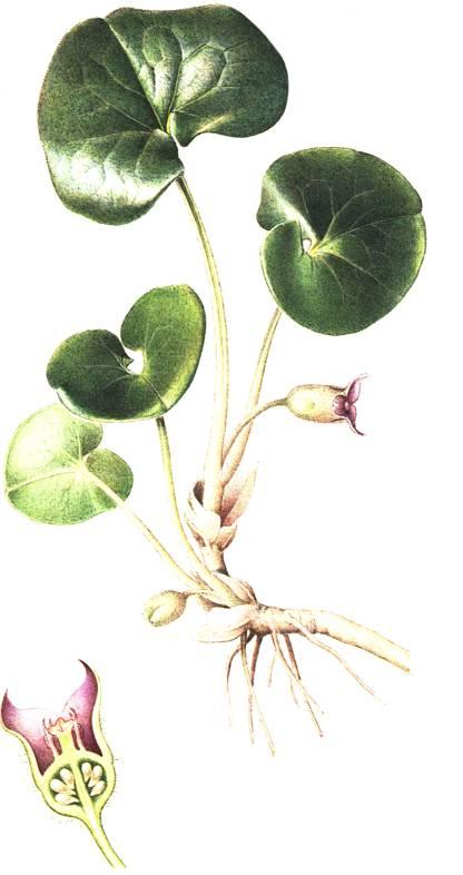 Kopytník evropský (Asarum europaeum) plazivý oddenek, stálezelené kožovité ledvinité listy, listnaté lesy a křoviny kvete v březnu a dubnu.