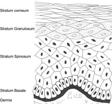 Obrázek 1: Struktura epidermis 4 vrstvy (Wickett, 2006). 2.1.1.1 Stratum corneum První nejsvrchnější vrstvou je stratum corneum (SC), buňkám se zde říká korneocyty, které jsou zploštělé.