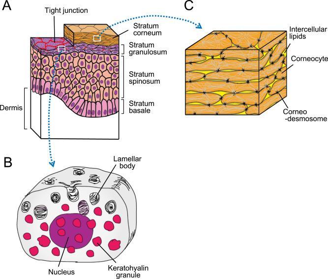 Obrázek 3: (A) Struktura epidermis. (B) Zvětšený pohled na buňku ve vrstvě SG (keratohyalinová granula), lamelární tělíska a přítomnost jádra. (C) Struktura SC -,,cihly a malta (Egawa, 2018).