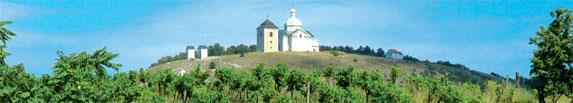 V severní části oblasti se dobře daří bílým odrůdám - Rulandské šedé, Tramín červený, Neuburské nebo Sauvignon.