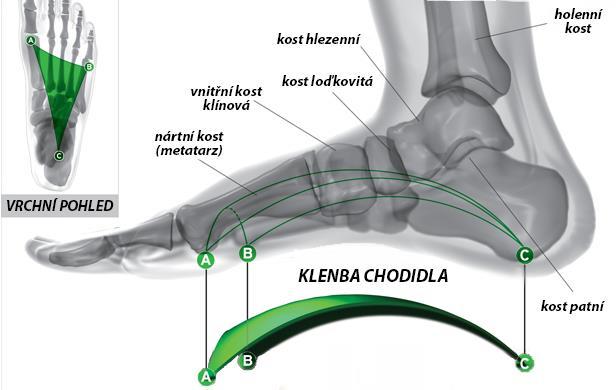 Podélná klenba nožní Výrazně vytvořena na vnitřním okraji nohy. Na zevním okraji je podstatně nižší. Vnitřní, tzv.