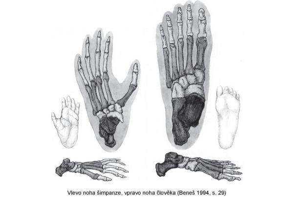 Historie vývoje nohy Tvar nohy je pro člověka zcela specifický a jinde v živočišné říši se takto uspořádaná končetina nevyskytuje.