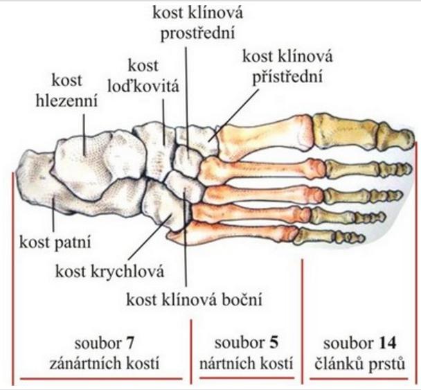 Kosti prstů nohy Na rozdíl od ruky, jsou prsty nohy krátké a neslouží pro úchop. Mimo palce mají všechny prsty tři články. Palec má pouze dva (Dylevský, 2009b). Obr. 1 - Kostra nohy (https://is.muni.