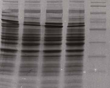 detekci fluorescence v blízké