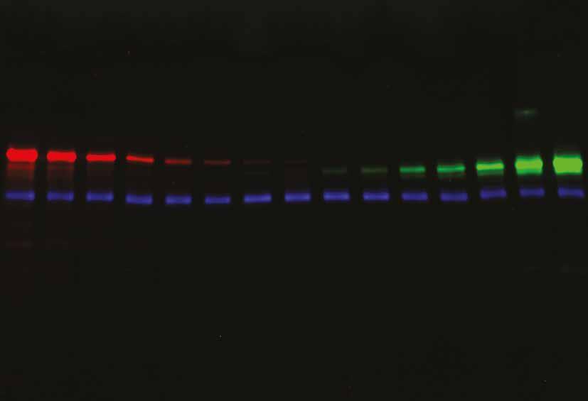 fluorescence NIR fluorescence Možnost rozšíření aplikací c600 Model s extrémním