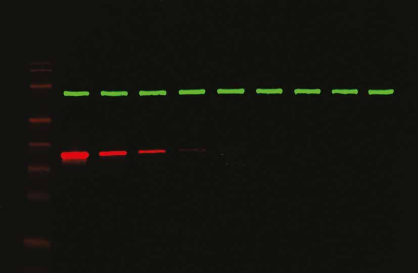 Velikost pixelu 5,4 x 5,4 nm. Chlazení -50 C absolutně.