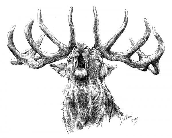 Jelen evropský (Cervus elaphus) Jelen evropský (Cervus elaphus), je velký sudokopytník z čeledi jelenovitých (Cervidae). Jelen evropský patří mezi největší (nejmohutnější) zástupce své čeledi.