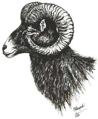 Muflon (Ovis musimon Pallas) Muflon je jediný volně žijící zástupce rodu ovce v evropské i české přírodě. Samice se nazývá muflonka, mládě se nazývá muflonče.