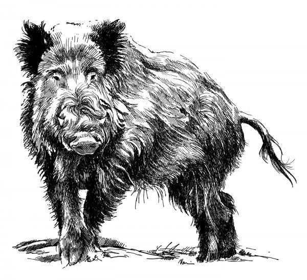 Prase divoké (Sus scrofa) Prase divoké je velký sudokopytník z čeledi prasatovití. Jedná se o typického všežravce, který k životu preferuje staré lesní porosty.