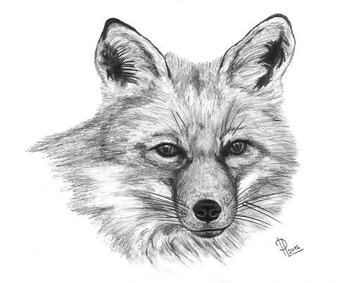 Liška obecná (Vulpes vulpes) Liška obecná je nejrozšířenější divoce žijící zástupce šelem. Liška je relativně štíhlá psovitá šelma s poměrně dlouhýma špičatýma ušima a dlouhým huňatým oháňkou.