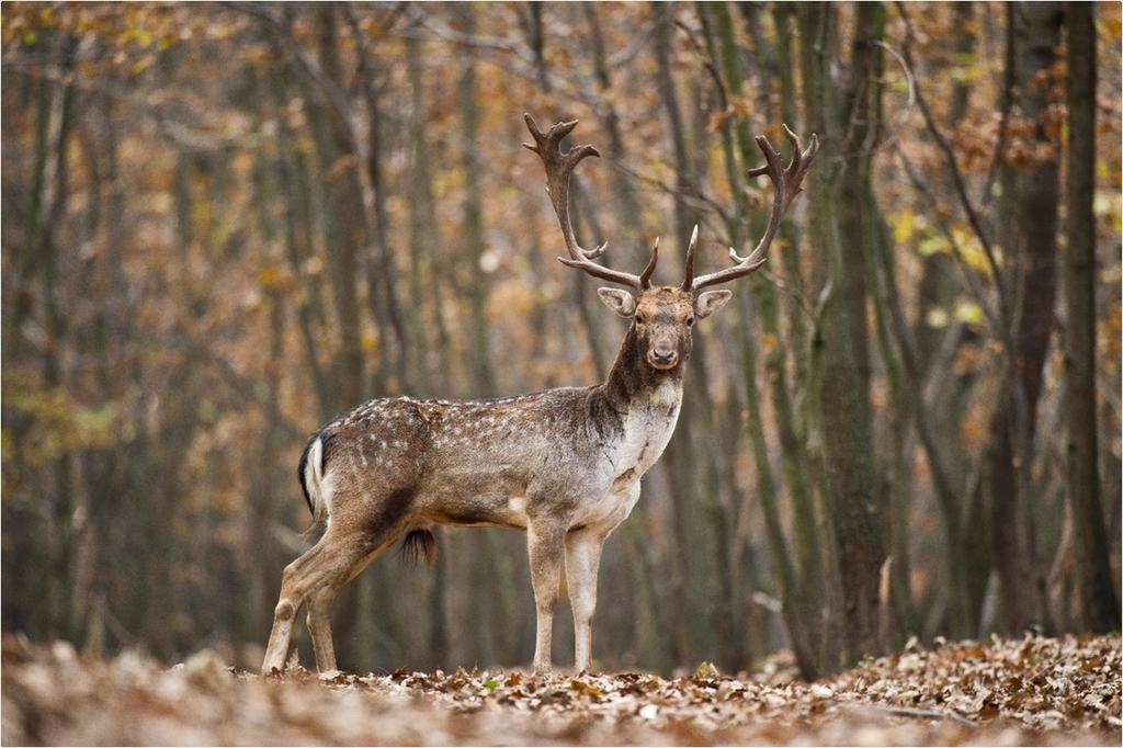 OBLAST CHOVU DAŇKA SKVRNITÉHO (Dama dama)