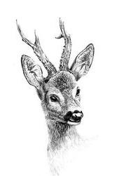 Srnec obecný (Capreolus capreolus) Srnec obecný je hojně rozšířený sudokopytník z čeledi jelenovití. Z evropských druhů jelenovitých je nejmenší. Samice se nazývá srna, mládě se nazývá srnče.