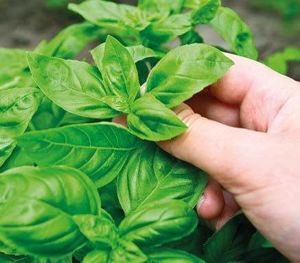 VÝBĚR DODAVATELŮ A KONTROLA KVALITY V dnešní době naleznete na trhu sice širokou nabídku kořeni a kořenících směsi, ale v rozdílné kvalitě a ceně.