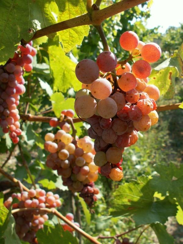 Práce na vinici Práce na vinici není jen to krásné období sběru hroznů, ale je to celoroční dřina.