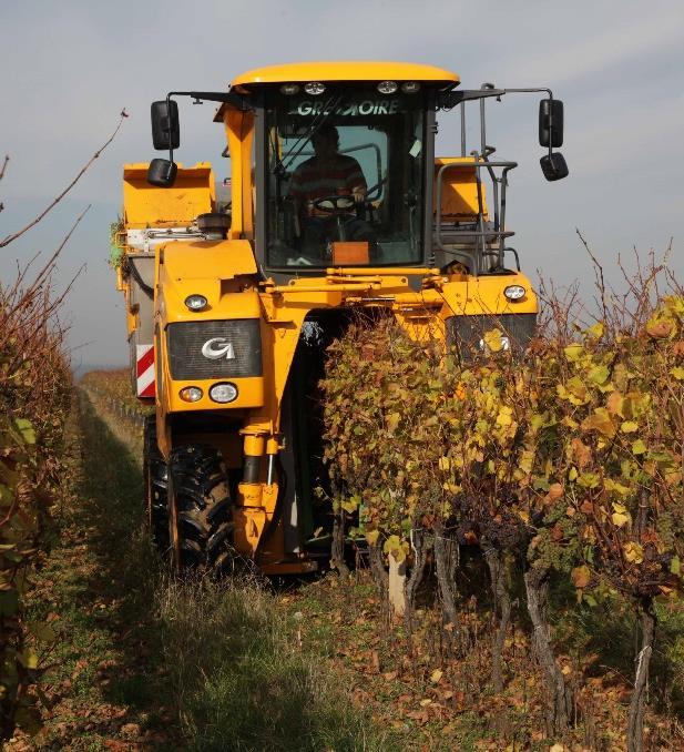 Sběr hroznů vinobraní Dá-li pánbůh dá-li sluníčko, v září nastává pro vinaře to nejkrásnější období.