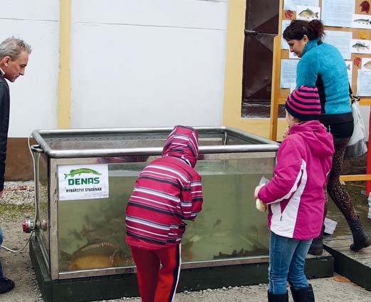 štika a sumec. Lákadlem byla štika s bylinkovým máslem a fi látko ze sumce dušené se žampióny na paprikovo- -smetanové omáčce s karlovarským knedlíkem.
