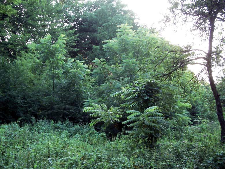 Příloha Acta Pruhoniciana 84, 2006 Kromě ruderální vegetace proniká často do