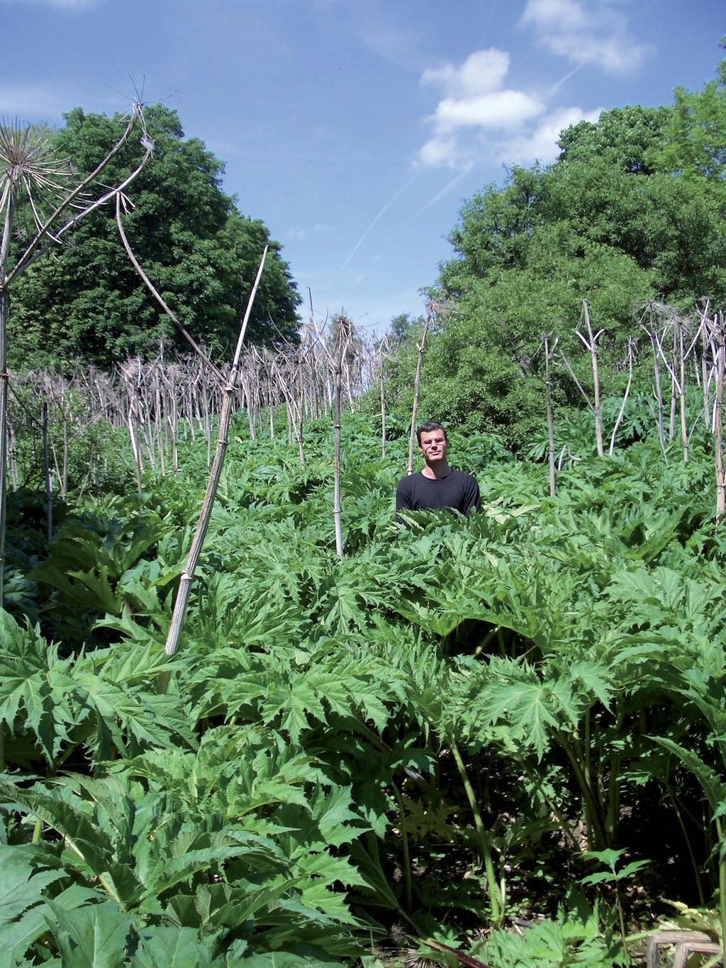 Příloha Acta Pruhoniciana 84, 2006 Invazní druhy často vytvářejí neprostupné a vysoké porosty: Heracleum mantegazzianum, bolševník