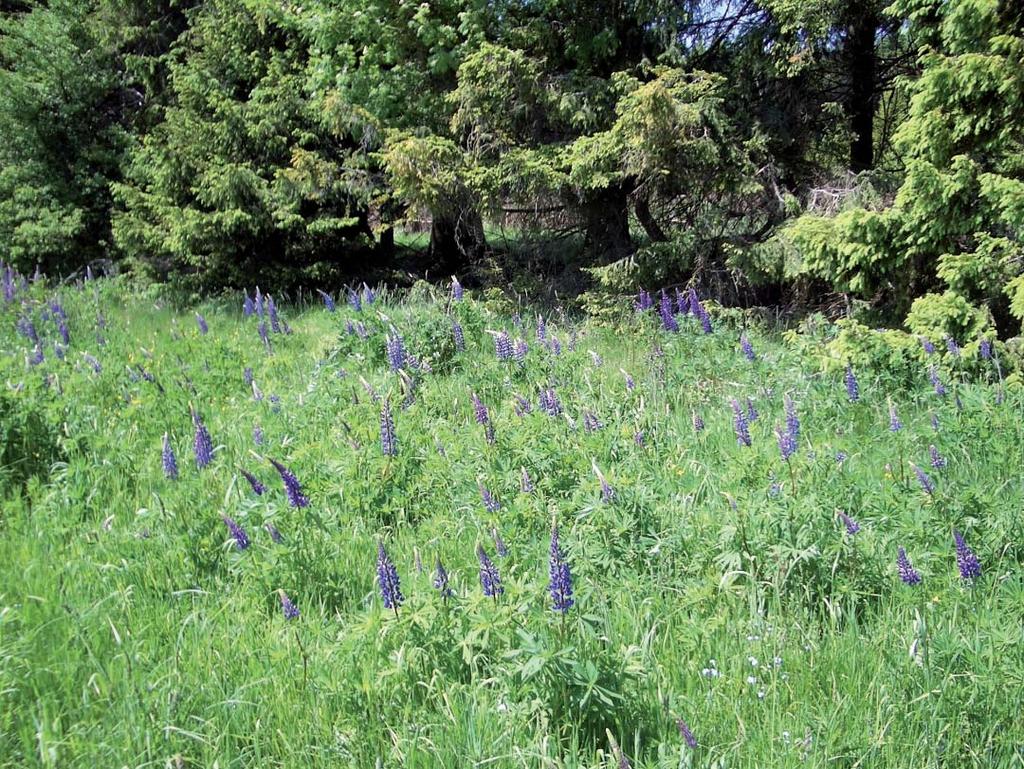 Příloha Acta Pruhoniciana 84, 2006 Lupinus polyphyllus, vlčí bob mnoholistý, původem ze Severní Ameriky, je vysazován