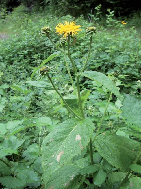 Příloha Acta Pruhoniciana 84, 2006 Méně známým invazním druhem je i Echinops sphaerocephalus, bělotrn