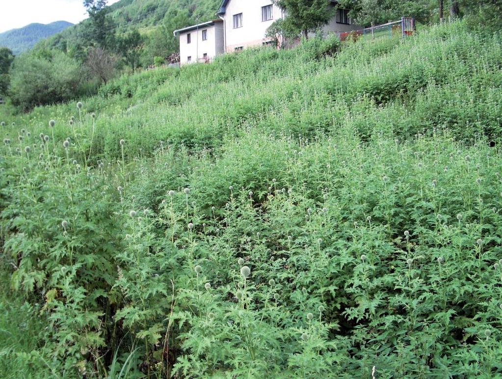 Valašská Belá, západní Slovensko, 2005 Pro lesnické účely je stále vysazována severoamerická borovice