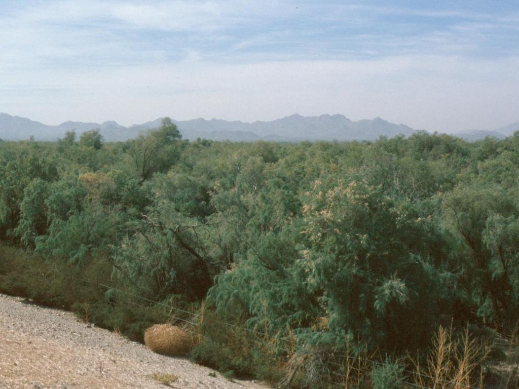 Tamarix sp. div.