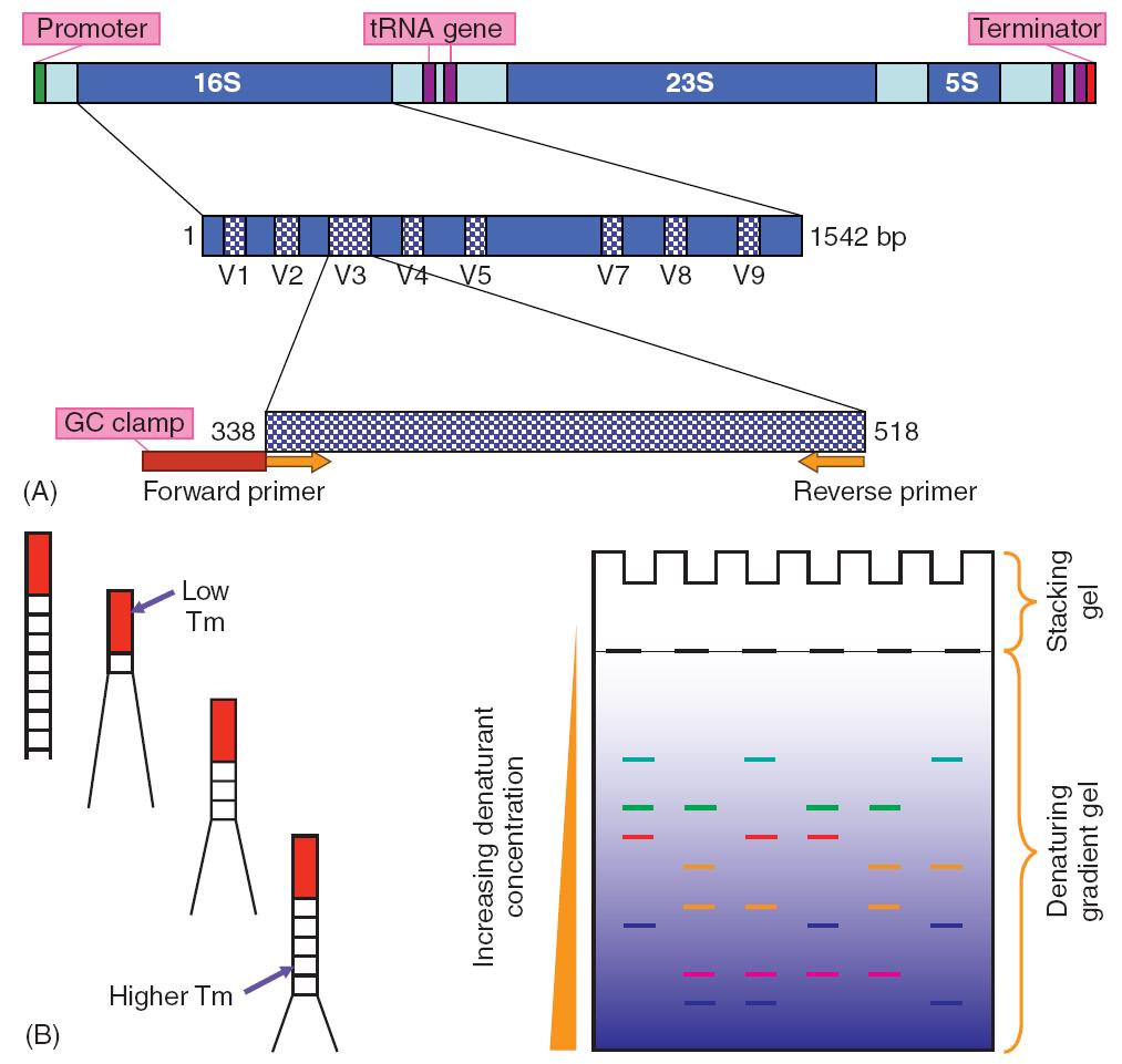 Denaturing Gradient Gel Electrophoresis (DGGE) Gely pro DGGE jsou gradientové, obsahují tedy gradient denaturačního činidla. Jako denaturační činidla se používají například formamid a močovina.