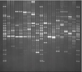 Denaturing Gradient Gel Electrophoresis (DGGE) Při DGGE se dělí PCR produkty vhodné sekvence DNA - často rdna nebo sekvence genu, charakteristického pro určitou skupinu mikroorganismů.