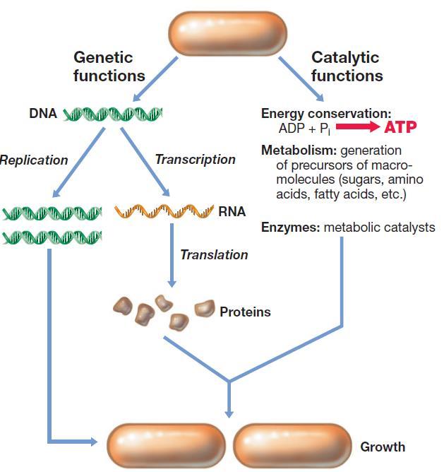 Metodické přístupy ekologie mikroorganismů Classical microbiology Genomics Transcriptomics Proteomics Analysis of microbial processes Study