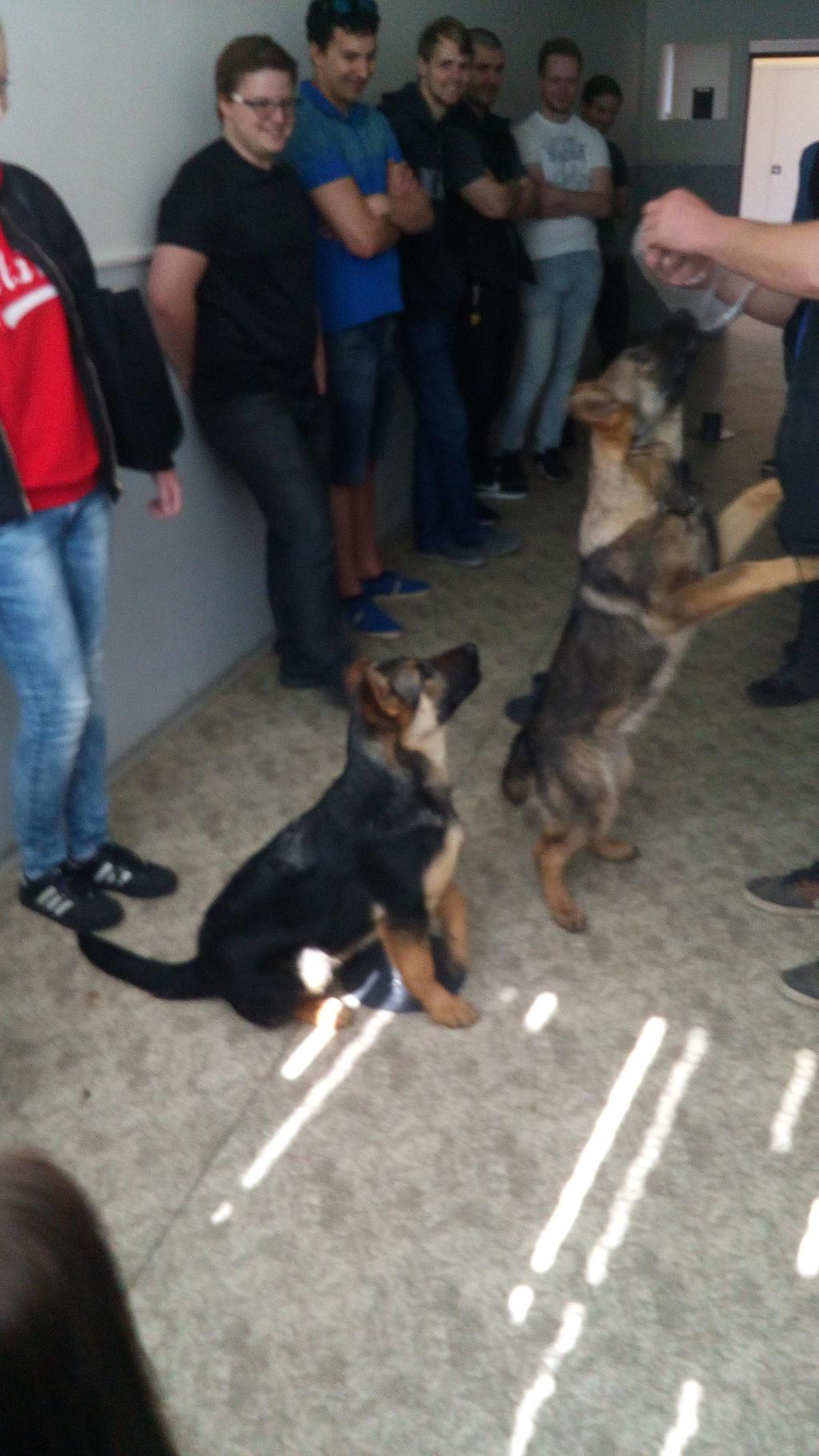 Praktické ukázky byly zaměřeny na postupy příslušníků cizinecké policie v rámci odbavování, ochrany letiště a bezpečnostní kontrolu dalších civilních složek.
