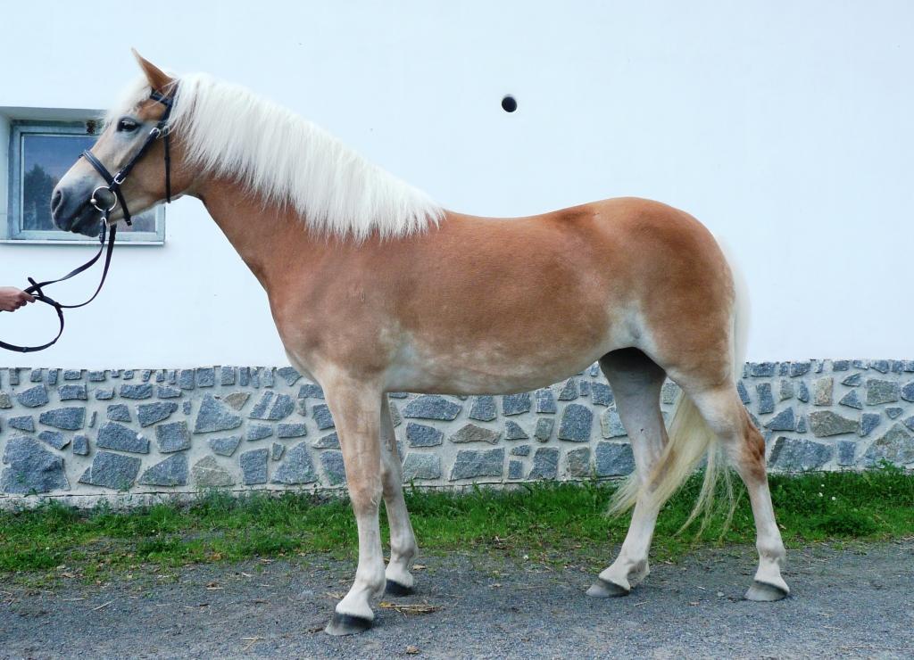 Klisny zapsané do plemenné knihy v roce 2010 Klisny zapsané na základě převedení hodnocení ze zahraničních PK: Jméno: Nikita Datum narození: 5. 3.