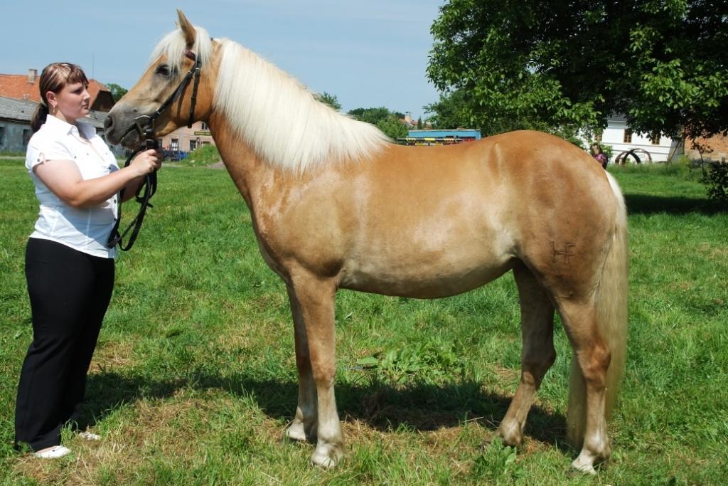 Chovatel: Richard Trefil, Pohoř Počet bodů: 6,3; KVH: 148,5 cm; PK Jméno: 7/487 Bibie Datum