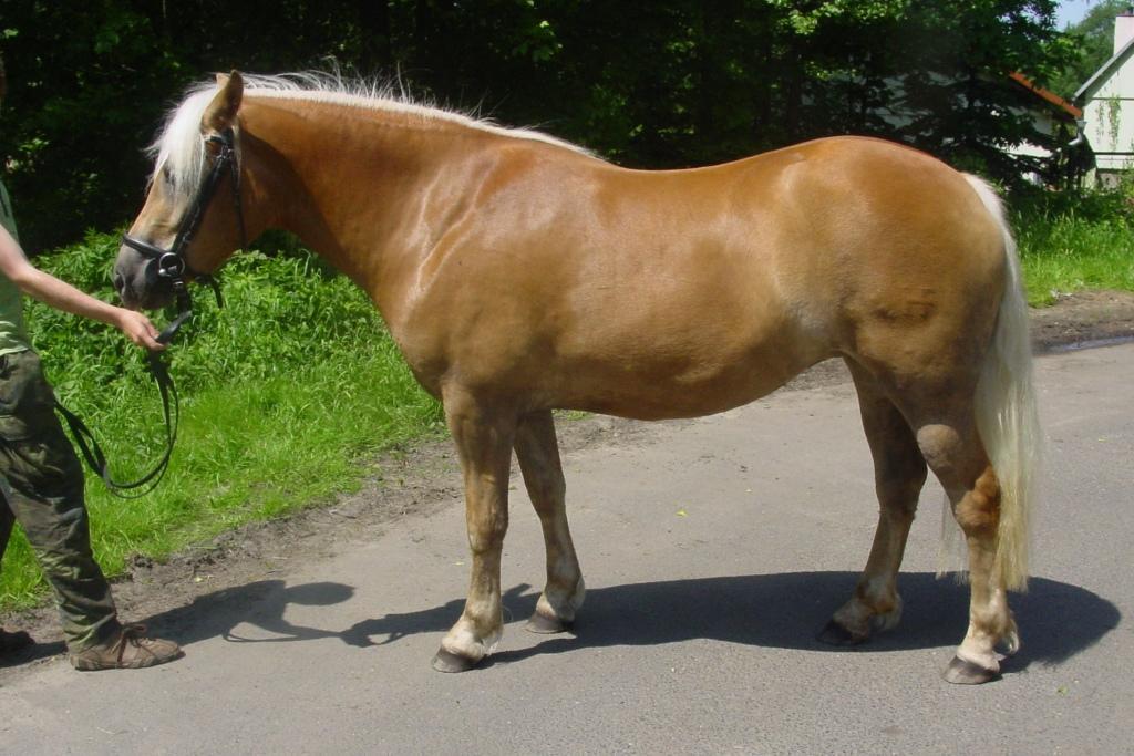 František Bartoň, Bojetice Počet bodů: 7,1; KVH: 140,5 cm; PPK Jméno: 38/267 Laura Datum narození: 28.