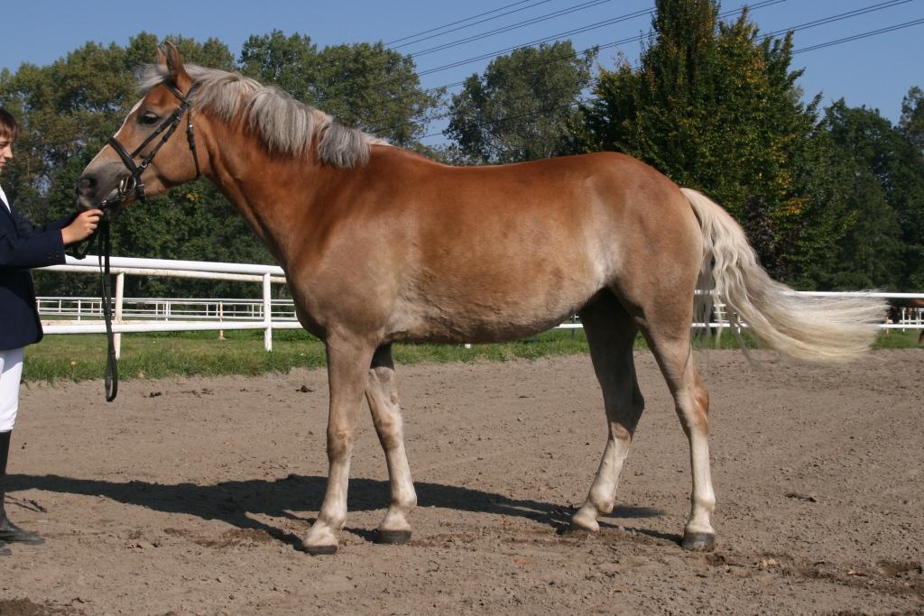 Michl, Písty Počet bodů: 6,5; KVH: 136 cm; PPK Jméno: 51/683 Lady Datum narození: 16. 4.