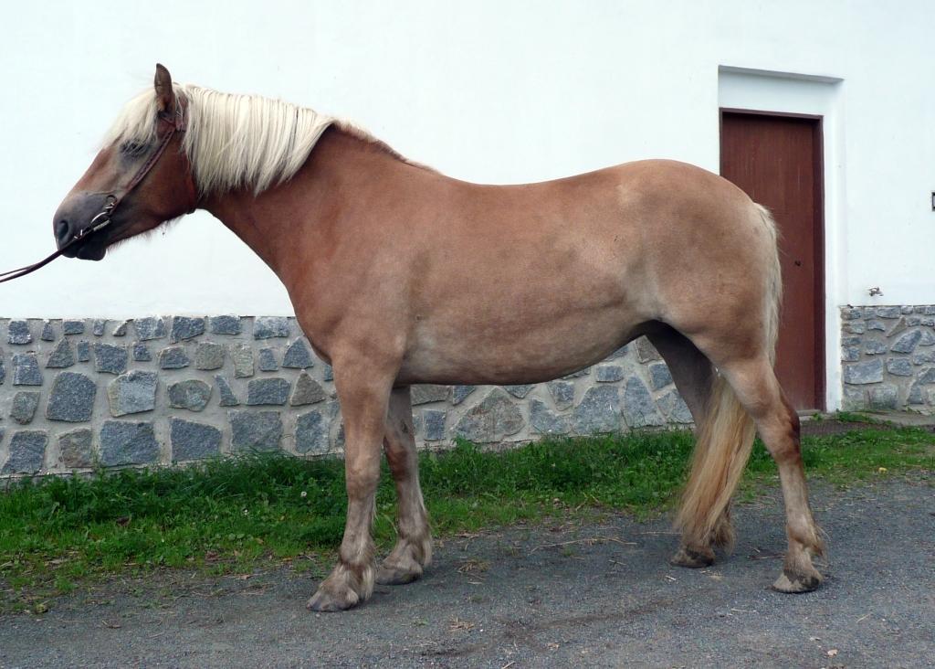 Chovatel: Rakousko Počet bodů: 6,3; KVH: 147 cm; PK Jméno: 28/253 Sendy Datum narození: