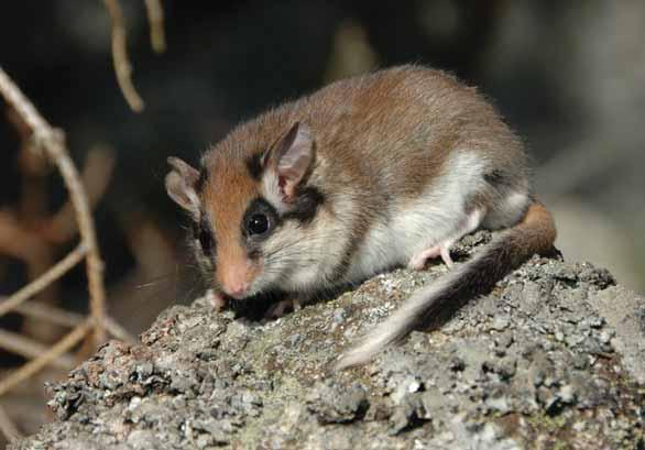 Plch zahradní Eliomys quercinus Hlodavci plchovití EN: Garden Dormouse DE: Gartenschläfer : ČR: KO Výskyt v PK: Velmi vzácně se vyskytující v Českém lese a Pošumaví, rychle