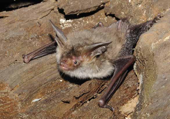 Netopýr velkouchý Myotis bechsteinii Savci letouni, netopýrovití EN: Bechstein s Bat DE: Bechsteinfledermaus : ČR: SO Výskyt v PK: Méně běžný druh.