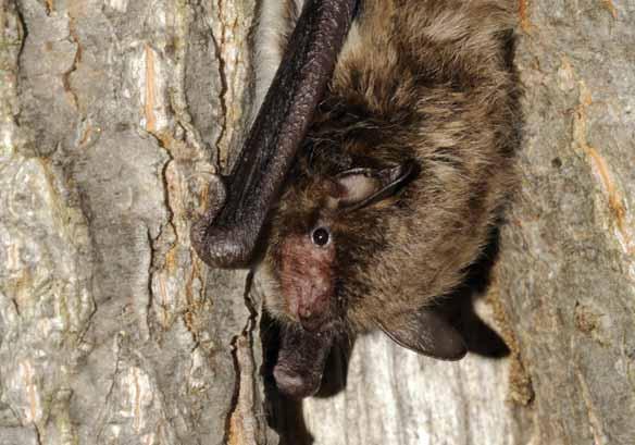 Netopýr vodní Myotis daubentonii Savci letouni, netopýrovití EN: Daubenton s Bat DE: Wasserfledermaus : ČR: SO Výskyt v PK: Zcela běžný druh.