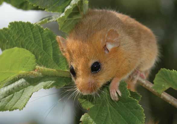 Plšík lískový Muscardinus avellanarius Hlodavci plchovití EN: Hazel Dormouse DE: Haselmaus : ČR: SO Výskyt v PK: Ostrůvkovité rozšíření.