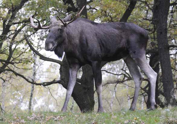 Los evropský Alces alces Sudokopytníci jelenovití EN: Eurasian Elk DE: Elch : ČR: SO Výskyt v PK: Vzácně se zatoulá z jižní části Šumavy.