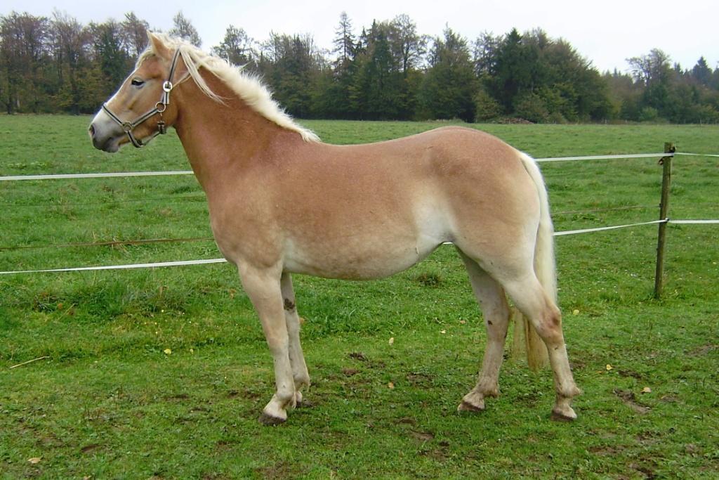 Klisny zapsané do plemenné knihy v roce 2011 Klisny zapsané na základě převedení hodnocení ze zahraničních PK: Jméno: Desideria Datum narození: 18. 3.