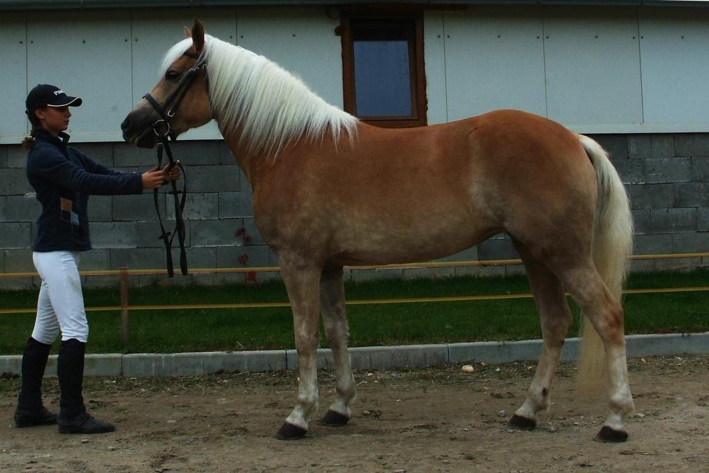 Kapferer Heinrich, Rakousko Počet bodů: 7,2; KVH: 138 cm; PK (ZV 6,4 b.