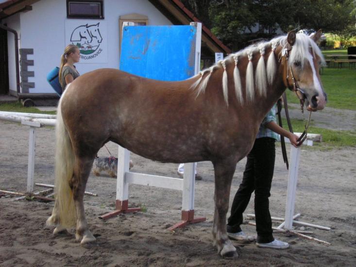 Spáčilová, Domaželice Počet bodů: 7,0; KVH: 145 cm; PK (ZV 7,1 b.