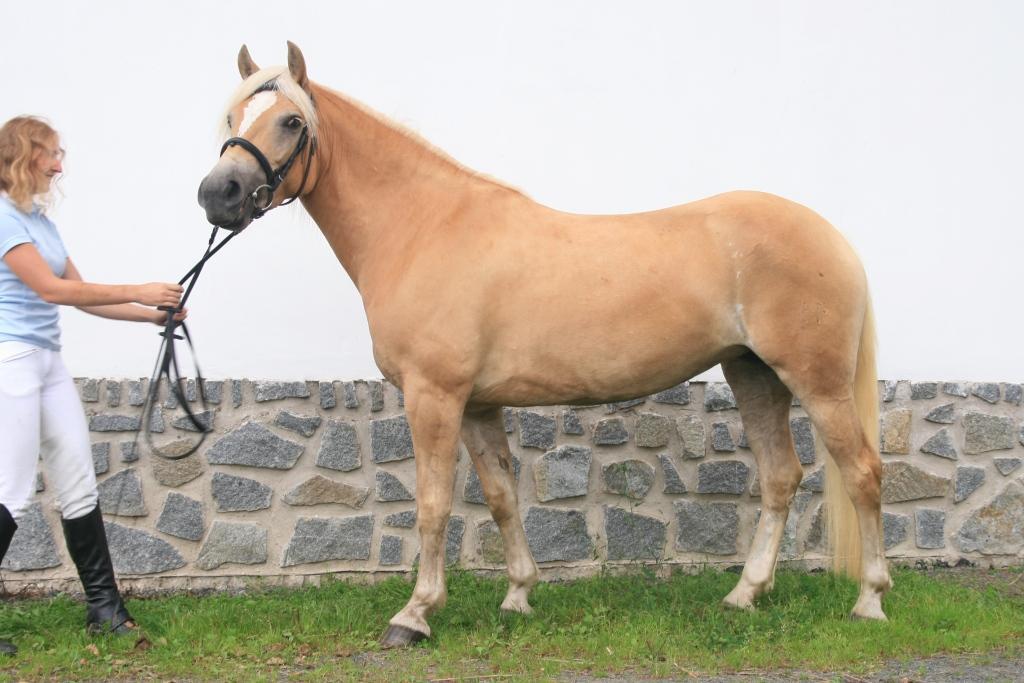 Vedral David, Velvary Počet bodů: 6,9; KVH: 140 cm; PK Jméno: 19/618 Mellisa Datum narození: 27.